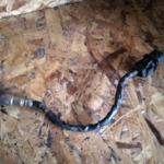 SONDA LAMBDA BMW 120D 320D 163CV E87 E90 7791600